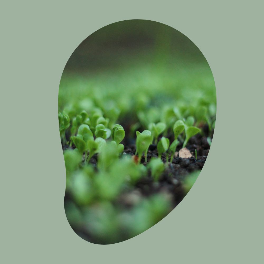 Green Food Planet Blog - Foto von einer wachsenden Pflanze